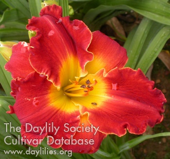 Daylily Red with Envy
